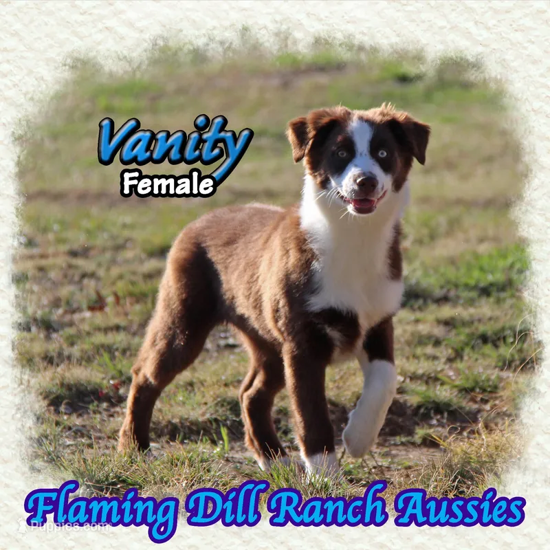 Vanity – Miniature Australian Shepherd puppy for sale in Forestburg, TX