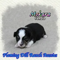 Mokara, a female Toy Australian Shepherd for sale in Forestburg, TX – 4 of 5