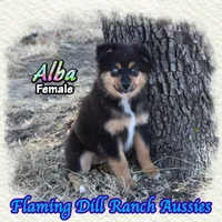 Alba, a female Miniature Australian Shepherd for sale in Forestburg, TX – 3 of 5