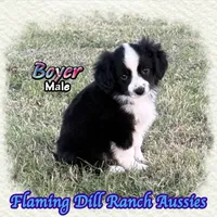 Boyer, a male Toy Australian Shepherd for sale in Forestburg, TX – 3 of 5