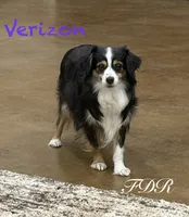 Verizon, a female Toy Australian Shepherd for sale in Forestburg, TX – 3 of 6
