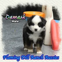 Damask, a male Miniature Australian Shepherd for sale in Forestburg, TX – 3 of 5