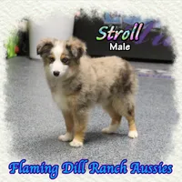 Stroll, a male Toy Australian Shepherd for sale in Forestburg, TX – Photo 1 of 5