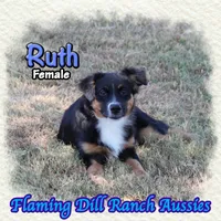 Ruth, a female Miniature Australian Shepherd for sale in Forestburg, TX – 3 of 5
