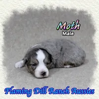 Moth, a male Toy Australian Shepherd for sale in Forestburg, TX – 4 of 5