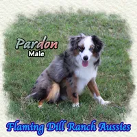 Pardon, a male Toy Australian Shepherd for sale in Forestburg, TX – 3 of 5