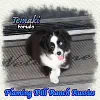 Temaki, a female Toy Australian Shepherd for sale in Forestburg, TX – 4 of 5