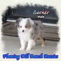 Booker, a male Toy Australian Shepherd for sale in Forestburg, TX – 2 of 5