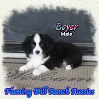 Boyer, a male Toy Australian Shepherd for sale in Forestburg, TX – 4 of 5
