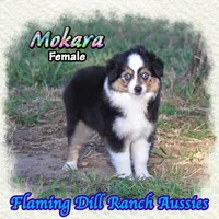 Mokara, a female Toy Australian Shepherd for sale in Forestburg, TX – 2 of 5