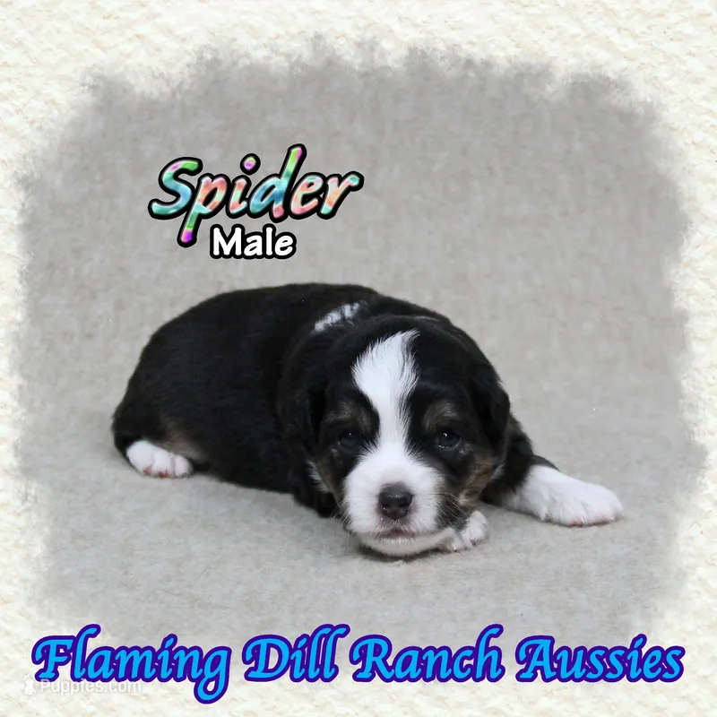 Spider – Toy Australian Shepherd puppy for sale in Forestburg, TX