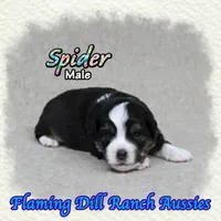Spider, a male Toy Australian Shepherd for sale in Forestburg, TX – 1 of 5
