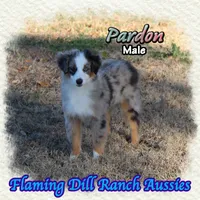 Pardon, a male Toy Australian Shepherd for sale in Forestburg, TX – Photo 4 of 5