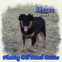 Moses, a male Miniature Australian Shepherd for sale in Forestburg, TX – 1 of 5