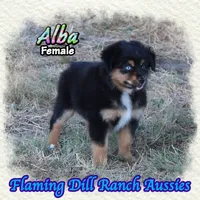 Alba, a female Miniature Australian Shepherd for sale in Forestburg, TX – 2 of 5