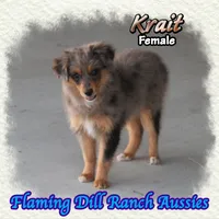 Krait, a female Toy Australian Shepherd for sale in Forestburg, TX – 1 of 5