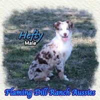Hefty, a male Miniature Australian Shepherd for sale in Forestburg, TX – Photo 3 of 5