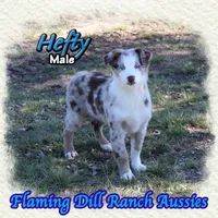 Hefty, a male Miniature Australian Shepherd for sale in Forestburg, TX – Photo 4 of 5