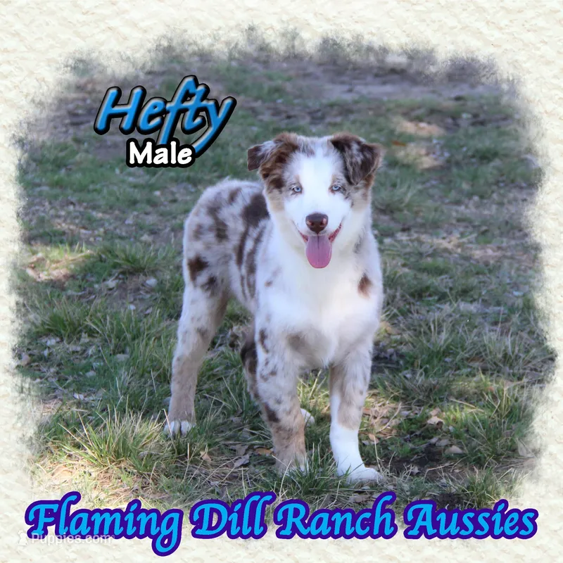 Hefty – Miniature Australian Shepherd puppy for sale in Forestburg, TX