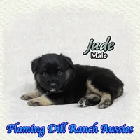 Jude, a male Miniature Australian Shepherd for sale in Forestburg, TX – 2 of 5