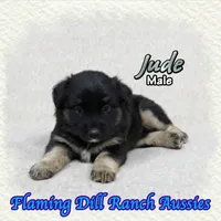 Jude, a male Miniature Australian Shepherd for sale in Forestburg, TX – 4 of 5