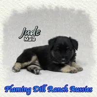 Jude, a male Miniature Australian Shepherd for sale in Forestburg, TX – 1 of 5