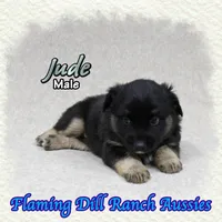Jude, a male Miniature Australian Shepherd for sale in Forestburg, TX – 3 of 5
