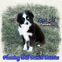 Temaki, a female Toy Australian Shepherd for sale in Forestburg, TX – 3 of 5