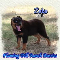 Zeke, a male Miniature Australian Shepherd for sale in Forestburg, TX – 2 of 5
