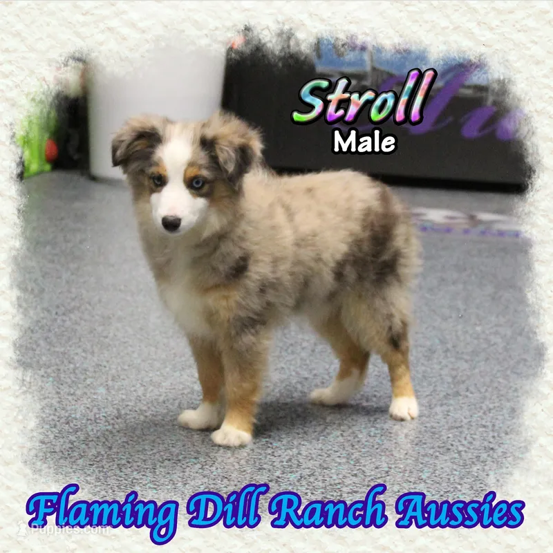Stroll – Toy Australian Shepherd puppy for sale in Forestburg, TX