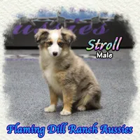 Stroll, a male Toy Australian Shepherd for sale in Forestburg, TX – Photo 3 of 5