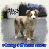 Stroll, a male Toy Australian Shepherd for sale in Forestburg, TX – Photo 2 of 5