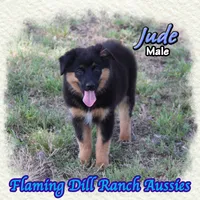 Jude, a male Miniature Australian Shepherd for sale in Forestburg, TX – 2 of 5