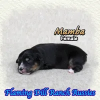Mamba, a female Toy Australian Shepherd for sale in Forestburg, TX – 2 of 5