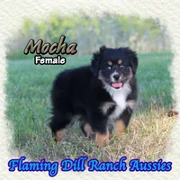 Mocha, a female Toy Australian Shepherd for sale in Forestburg, TX – 4 of 5