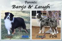 Baxter, a male Toy Australian Shepherd for sale in Forestburg, TX – 5 of 5