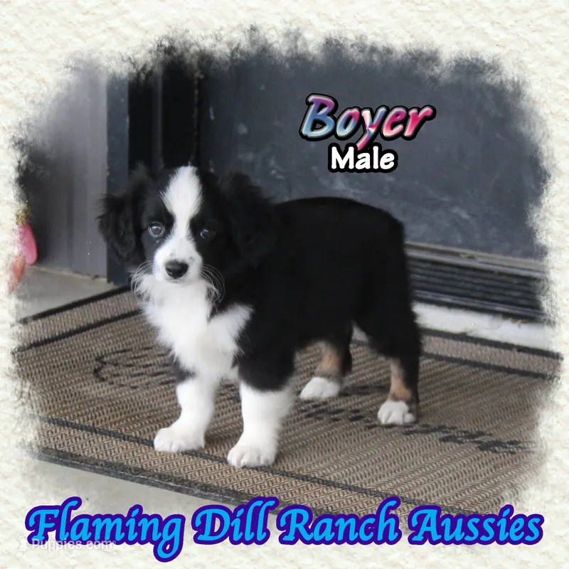Boyer – Toy Australian Shepherd puppy for sale in Forestburg, TX