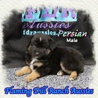 Persian, a male Miniature Australian Shepherd for sale in Forestburg, TX – 4 of 5
