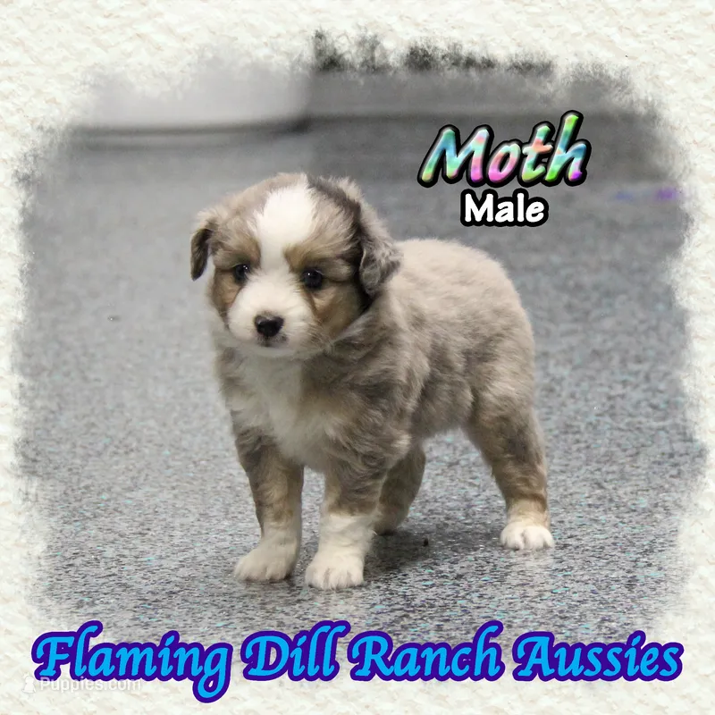 Moth – Toy Australian Shepherd puppy for sale in Forestburg, TX