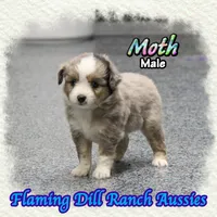 Moth, a male Toy Australian Shepherd for sale in Forestburg, TX – 1 of 5