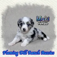 Maki, a female Toy Australian Shepherd for sale in Forestburg, TX – 4 of 5