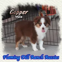 Copper, a male Toy Australian Shepherd for sale in Forestburg, TX – 2 of 5
