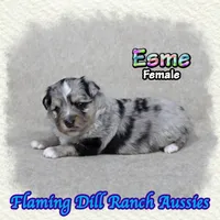 Esme, a female Toy Australian Shepherd for sale in Forestburg, TX – Photo 2 of 5