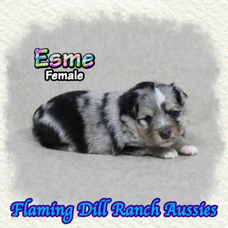 Esme – Toy Australian Shepherd puppy for sale in Forestburg, TX