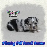 Esme, a female Toy Australian Shepherd for sale in Forestburg, TX – Photo 1 of 5