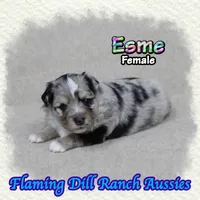 Esme, a female Toy Australian Shepherd for sale in Forestburg, TX – Photo 4 of 5