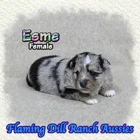 Esme, a female Toy Australian Shepherd for sale in Forestburg, TX – Photo 3 of 5