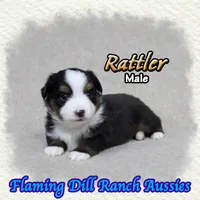 Rattler, a male Toy Australian Shepherd for sale in Forestburg, TX – 4 of 5