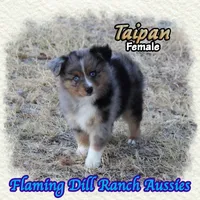 Taipan, a female Toy Australian Shepherd for sale in Forestburg, TX – 2 of 5