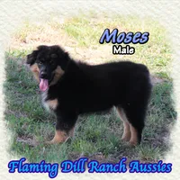 Moses, a male Miniature Australian Shepherd for sale in Forestburg, TX – 2 of 5